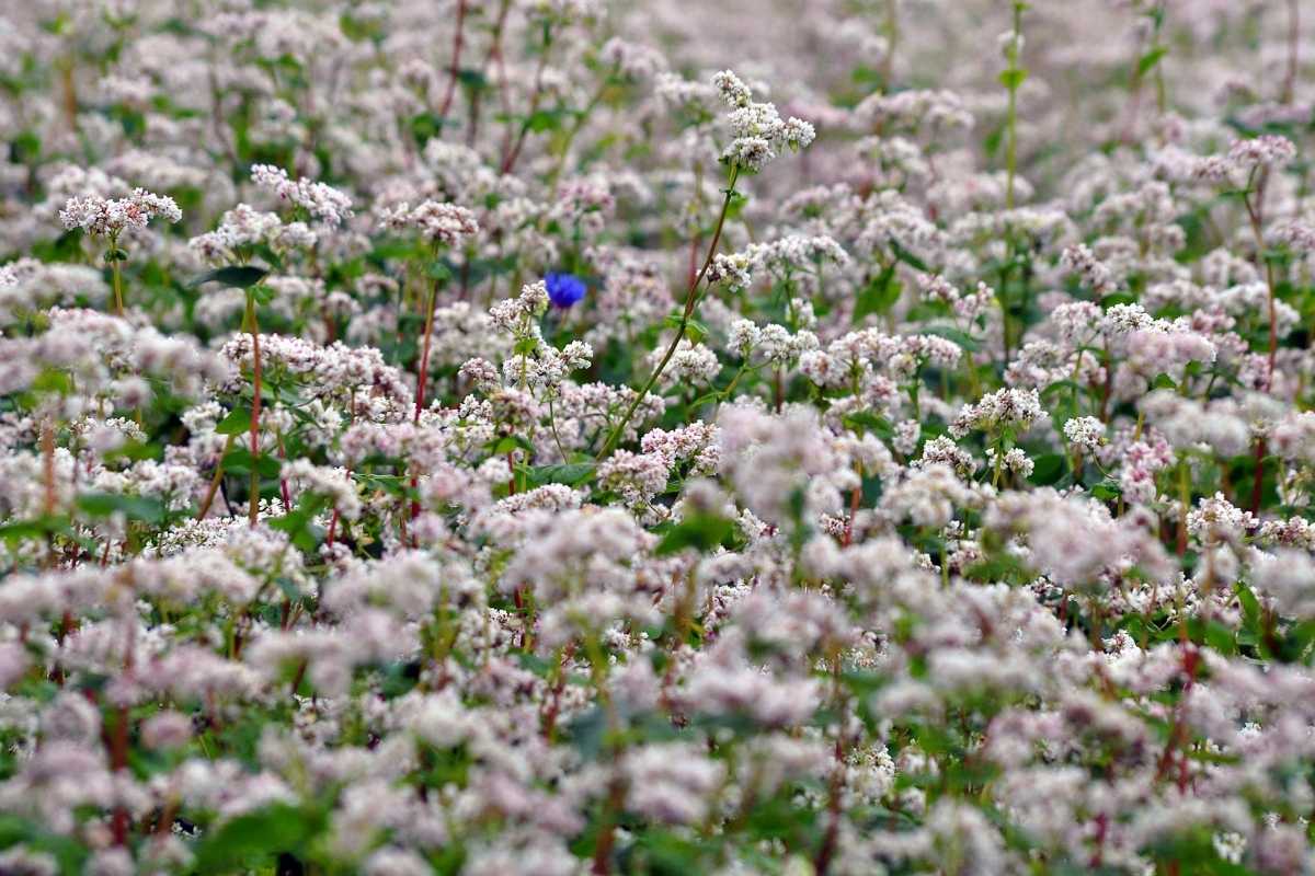 Buckwheat