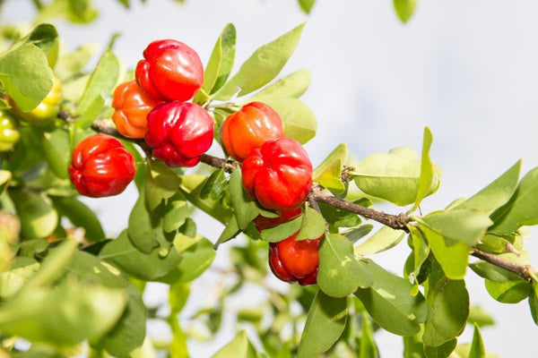 Acerola Cherry