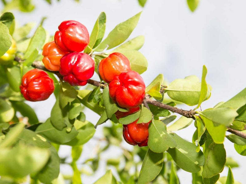 Acerola Cherry