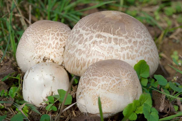 Agaricus Blazei