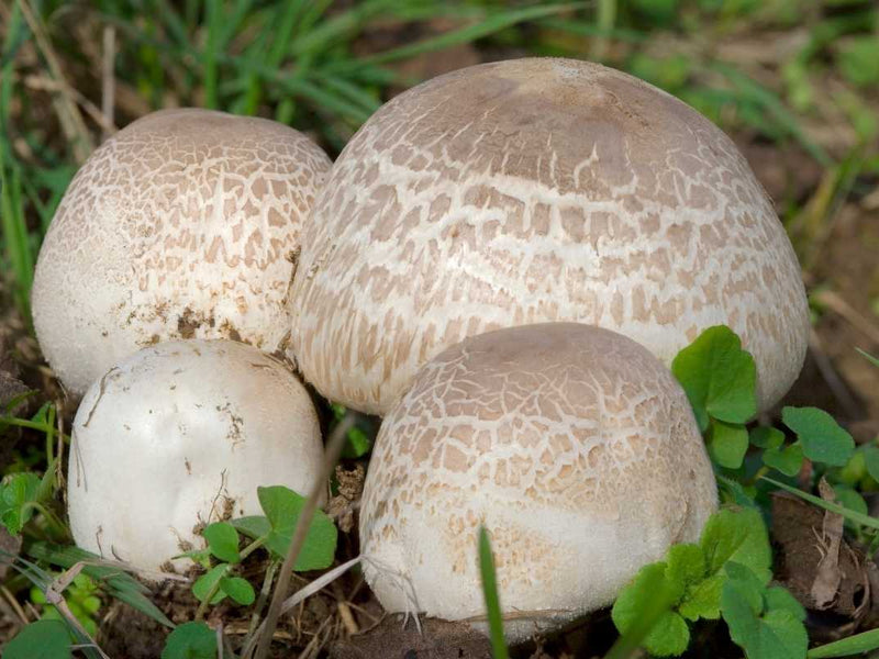 Agaricus Blazei