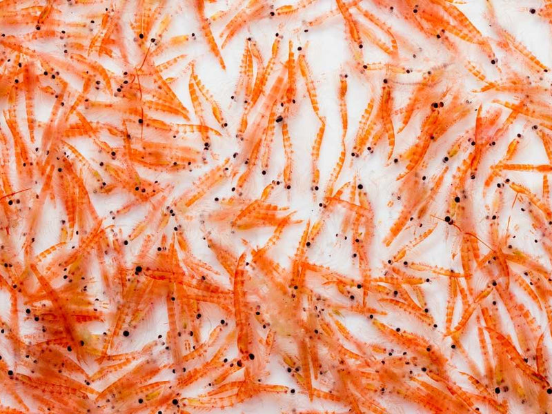 Antarctic Krill