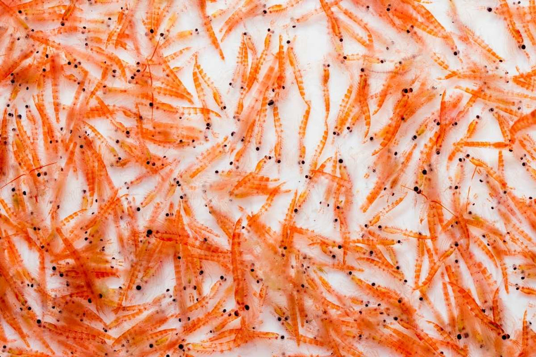Antarctic Krill