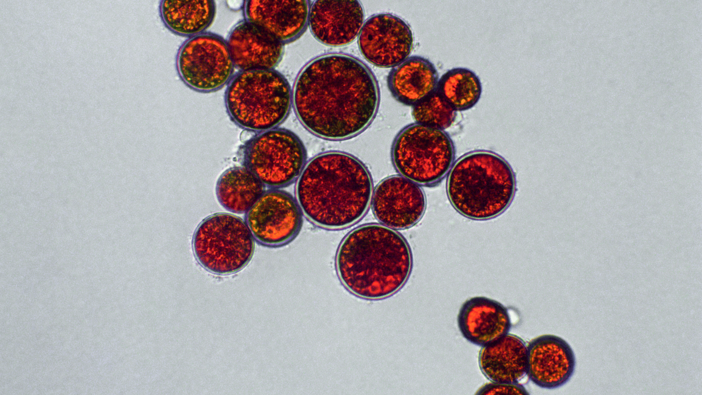 Astaxanthin's antioxidant power