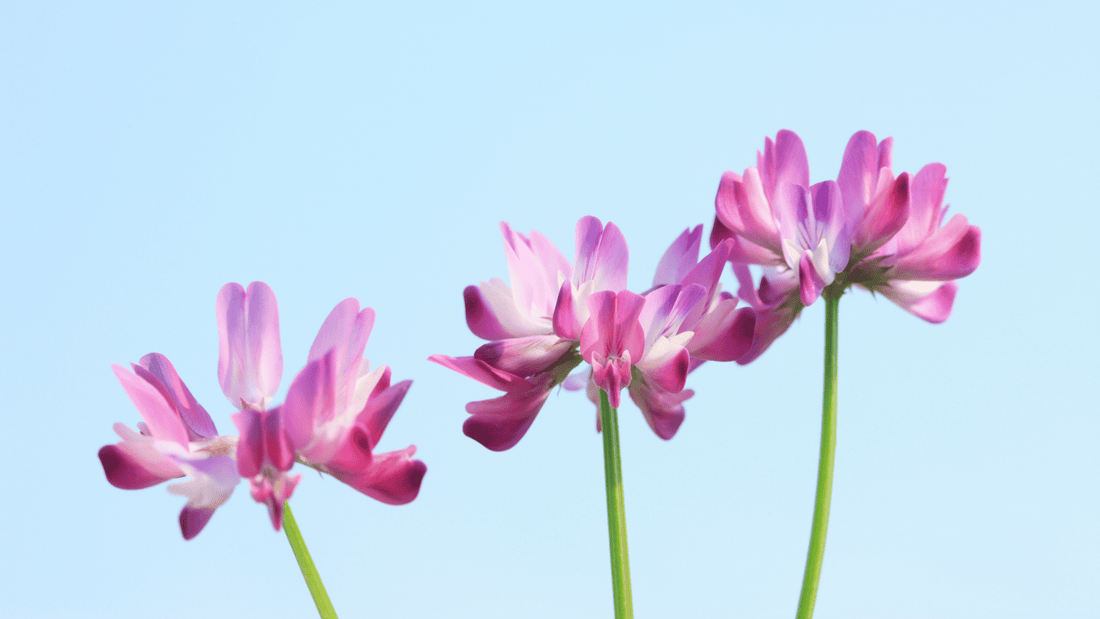 Astragalus: The Anti-Ageing Herb