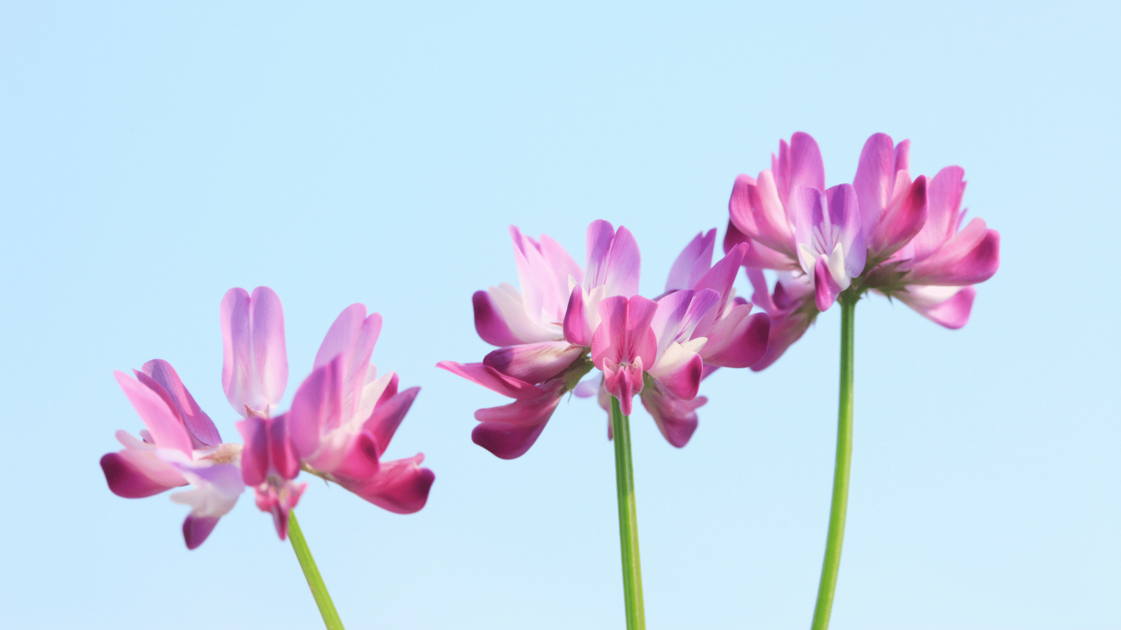 Astragalus: The Anti-Ageing Herb