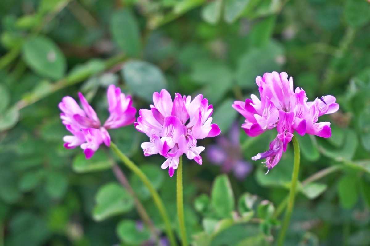 Astragalus