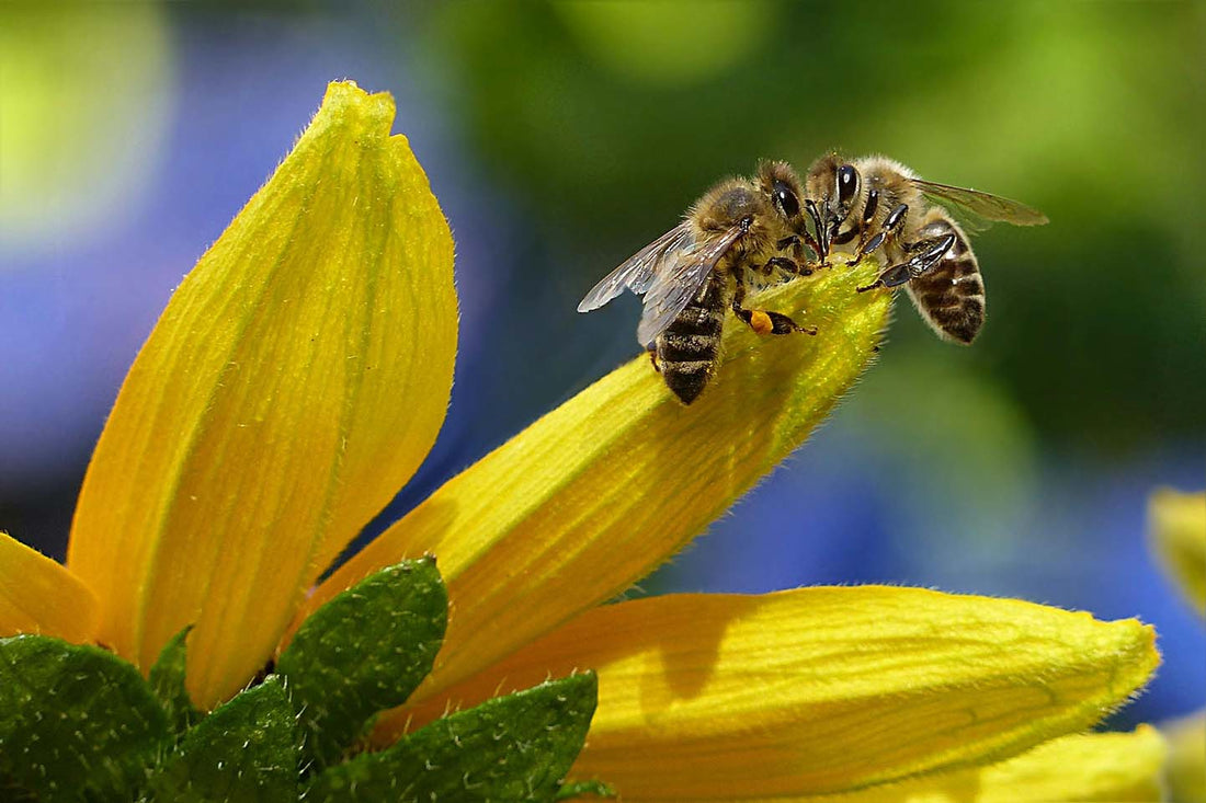 two honeybees collecting sap and pollen for propolis