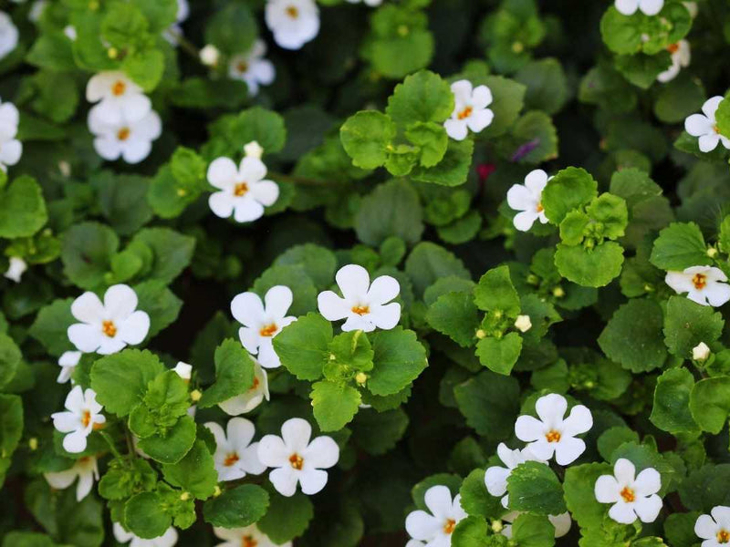 Bacopa