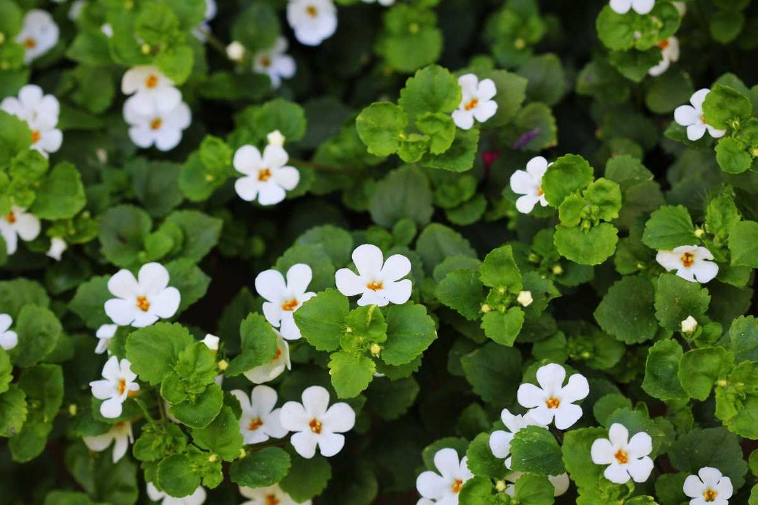 Bacopa