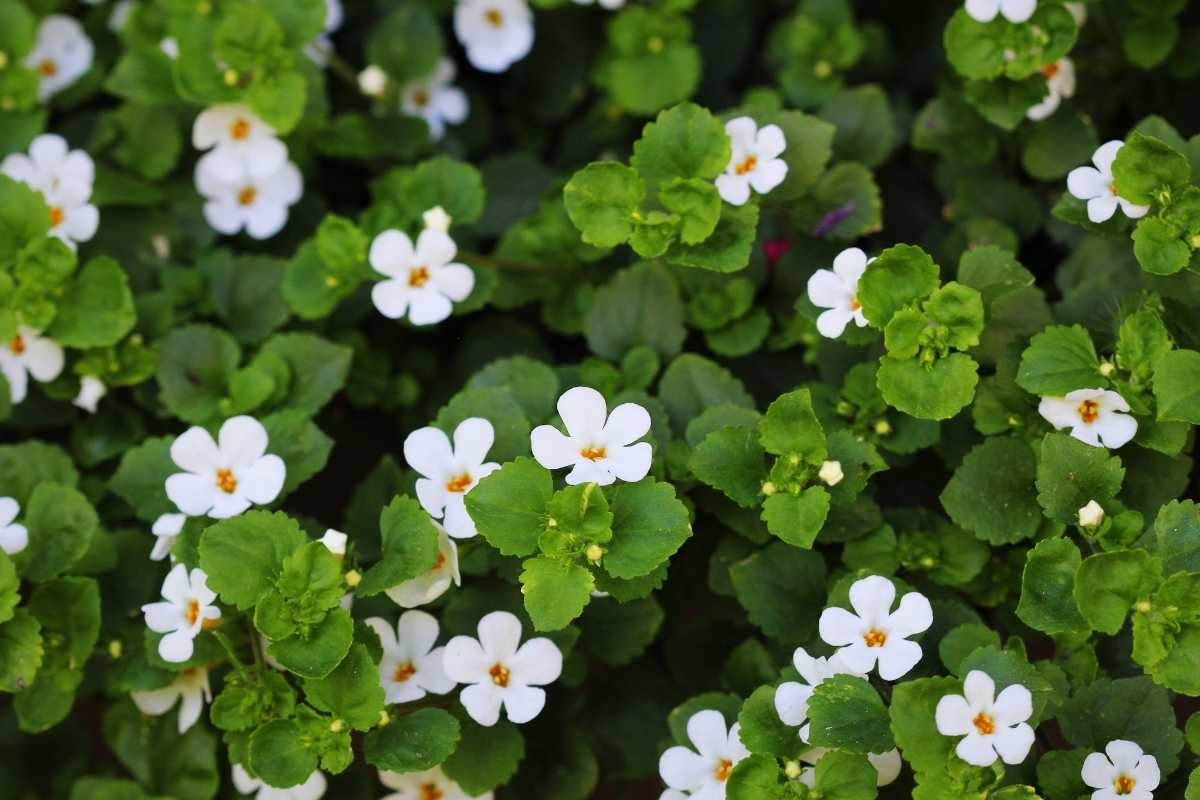 Bacopa