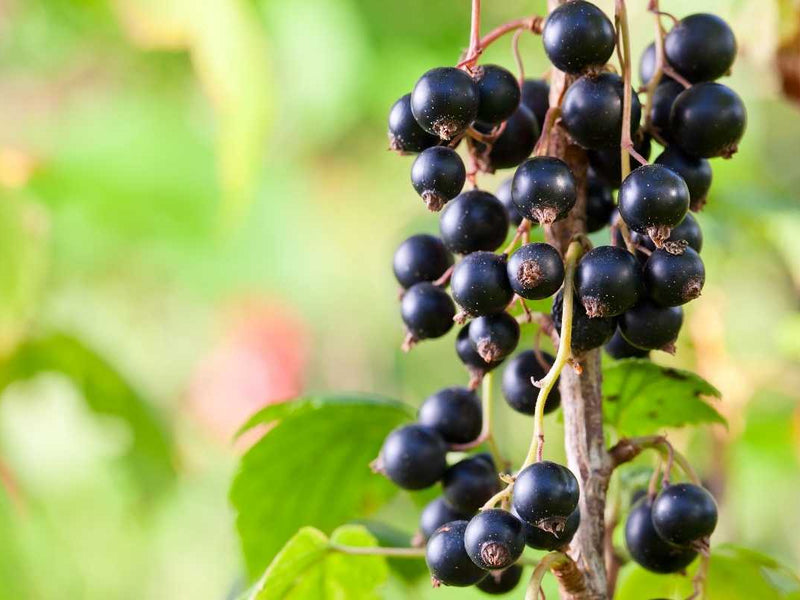 Blackcurrant