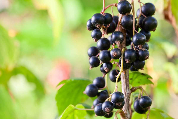 Blackcurrant