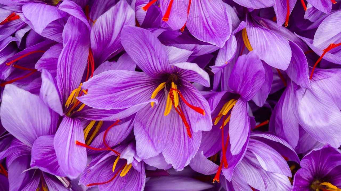 Vibrant Purple Saffron Crocuses