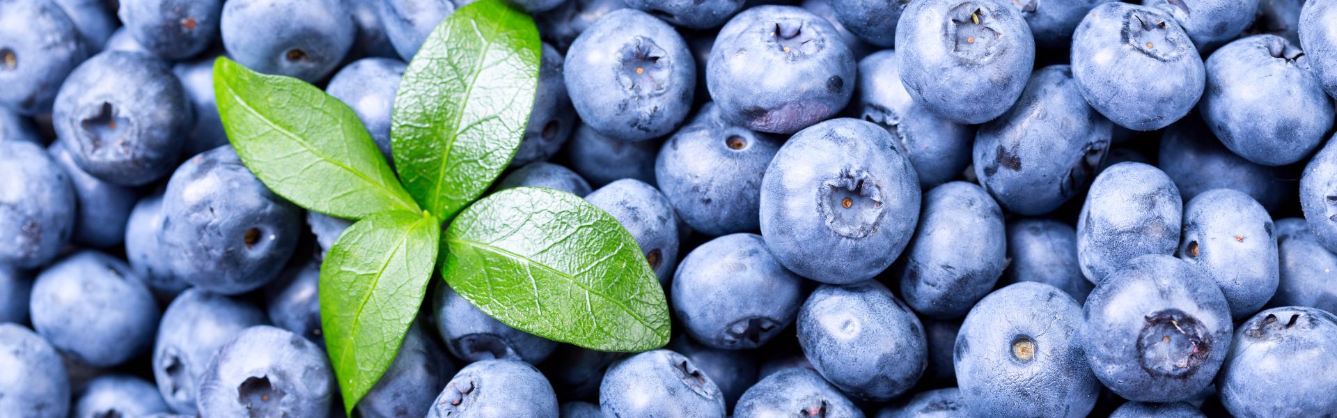 Blueberries