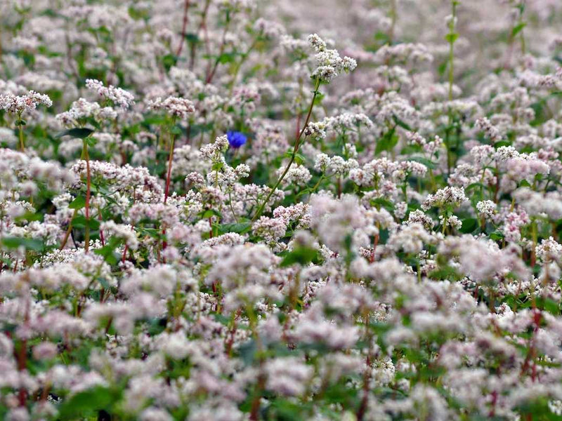 Buckwheat