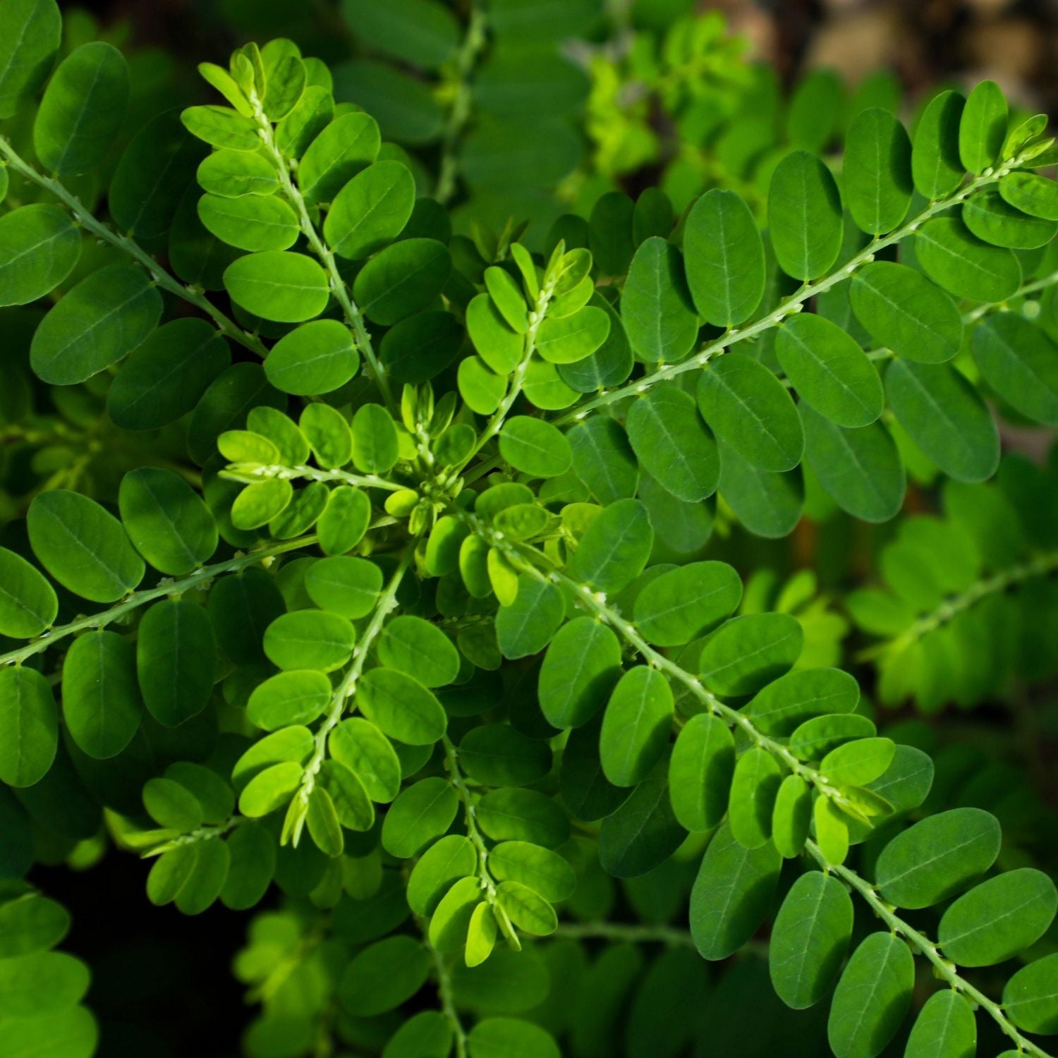 Unveiling the Power of Chanca Piedra