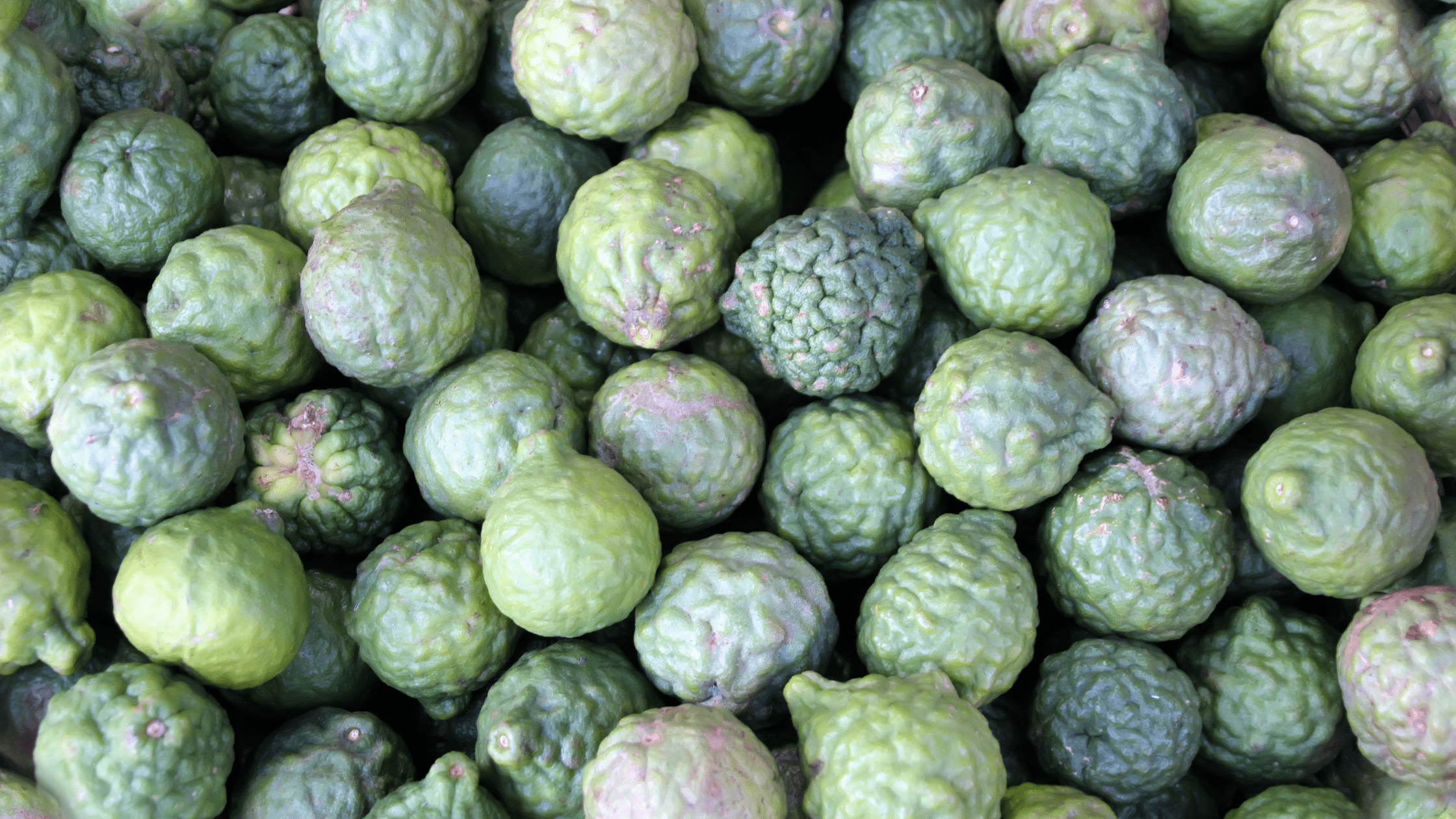 What is Citrus Bergamot?