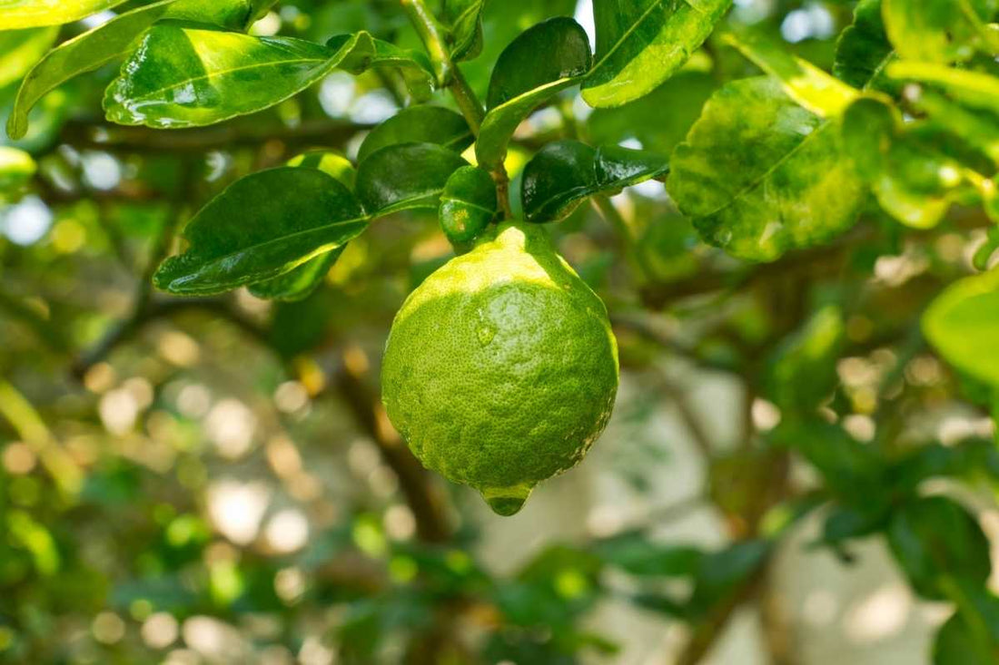 Citrus Bergamot