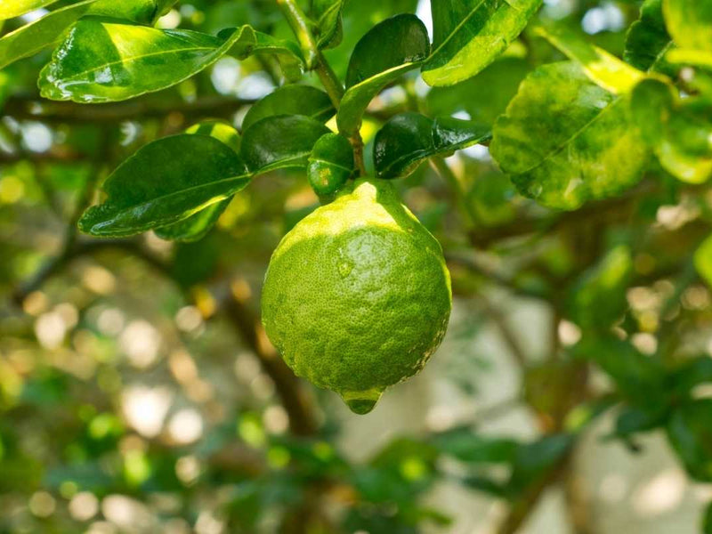Citrus Bergamot