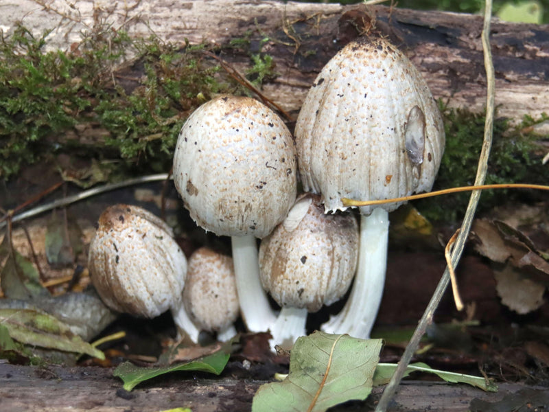 Coprinus Comatus