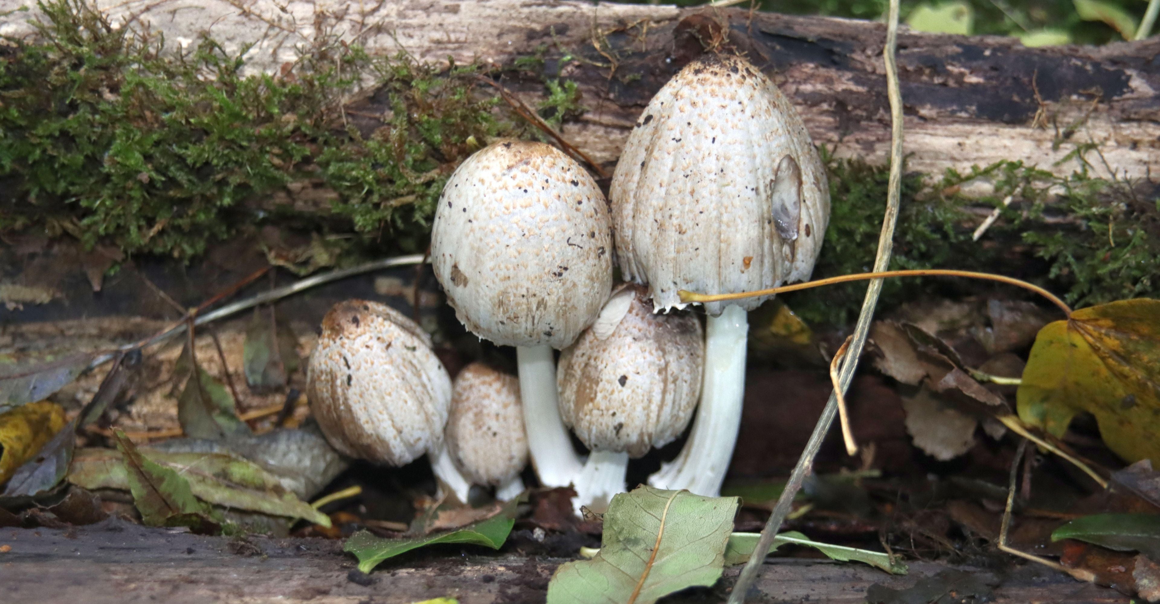 Coprinus Comatus