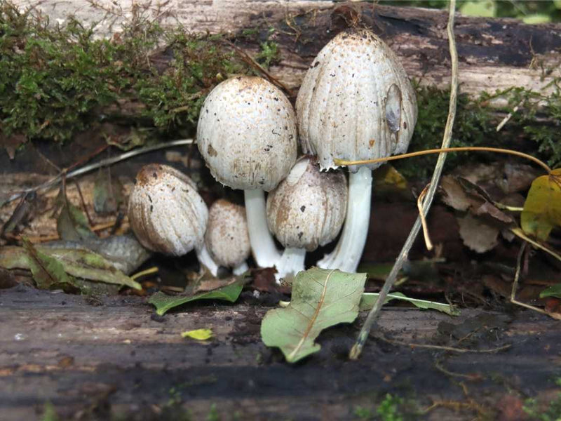 Coprinus Comatus