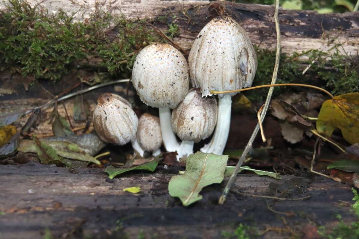 Coprinus Comatus