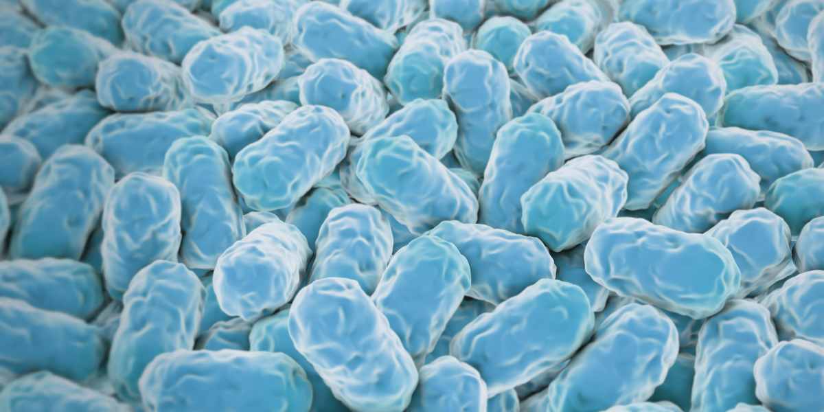 prebiotic, probiotic and postbiotic support gut bacteria - shown under microscocpe