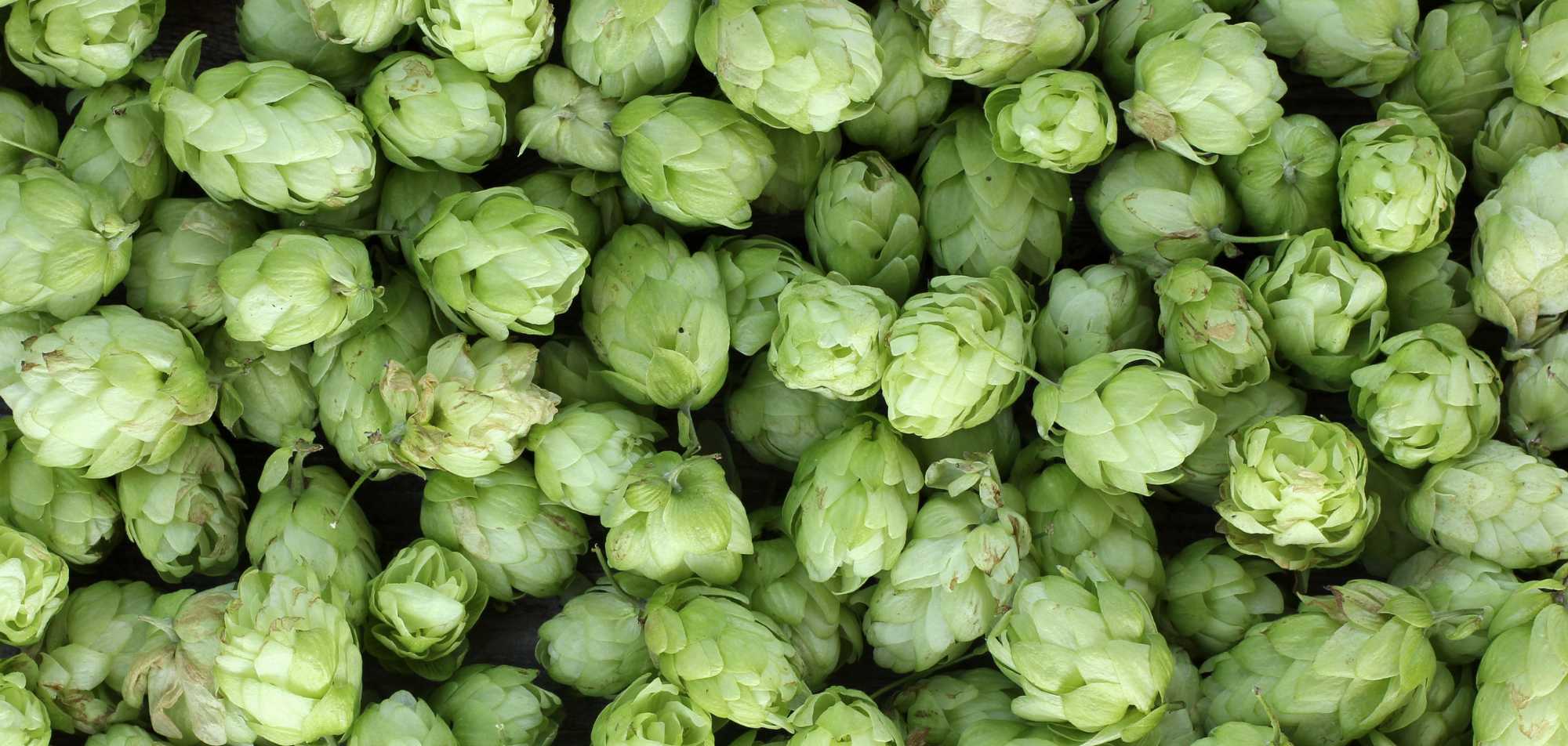 Pile of fresh hops