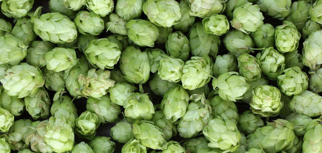 Pile of fresh hops