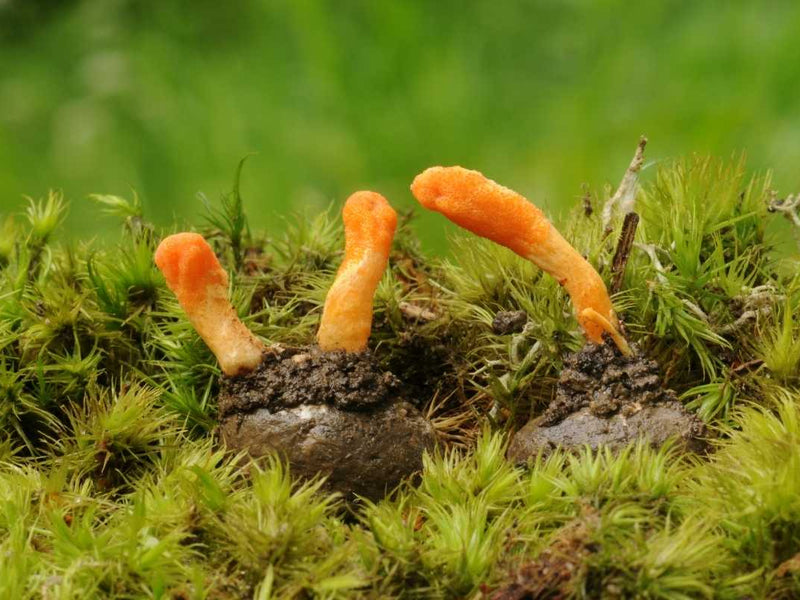 Cordyceps