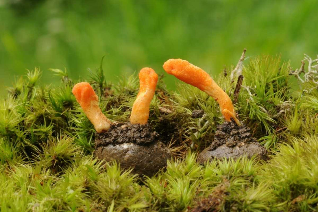 Cordyceps