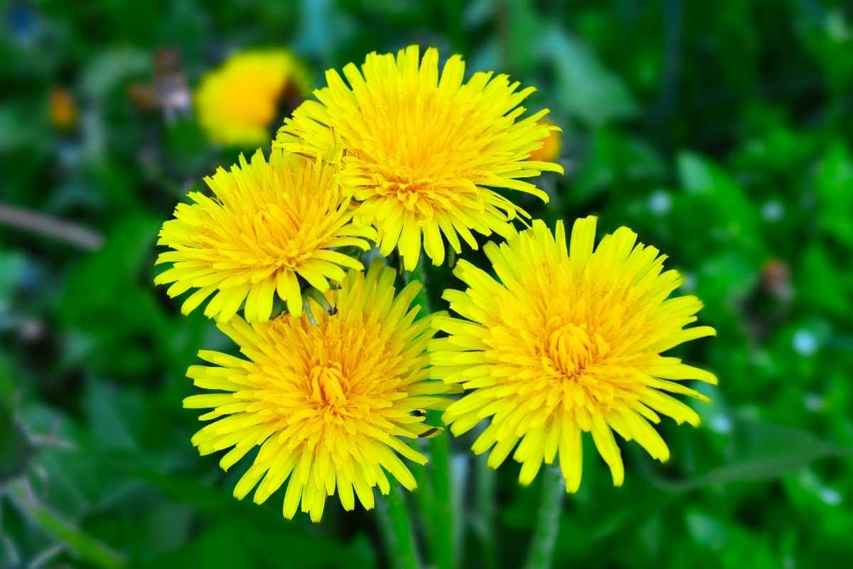 Dandelion