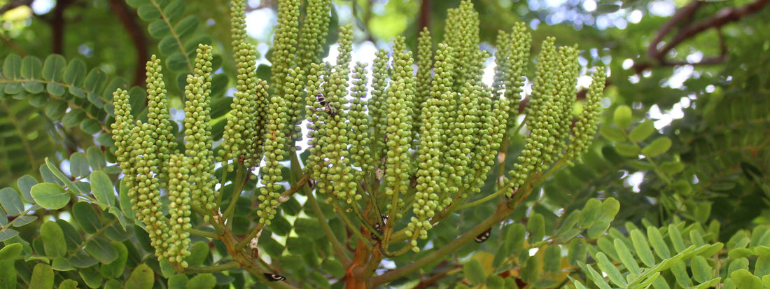 Dimorphandra mollis - fava d'anta - richest source of natural quercetin