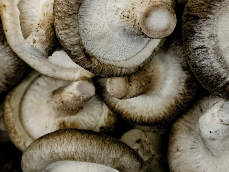 Shiitake