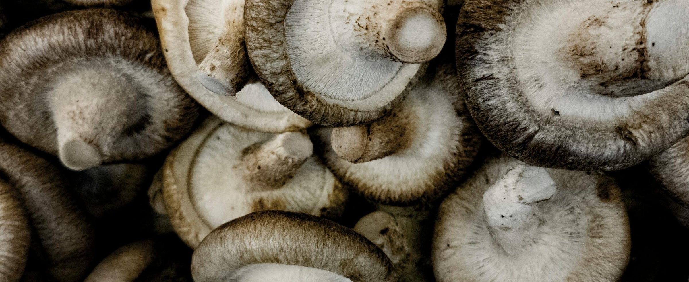 Shiitake