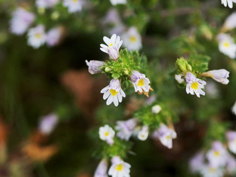 Eyebright