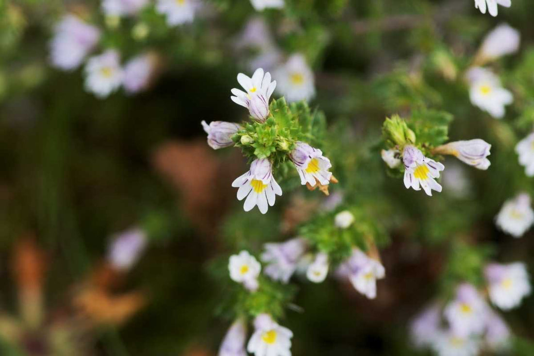 Eyebright