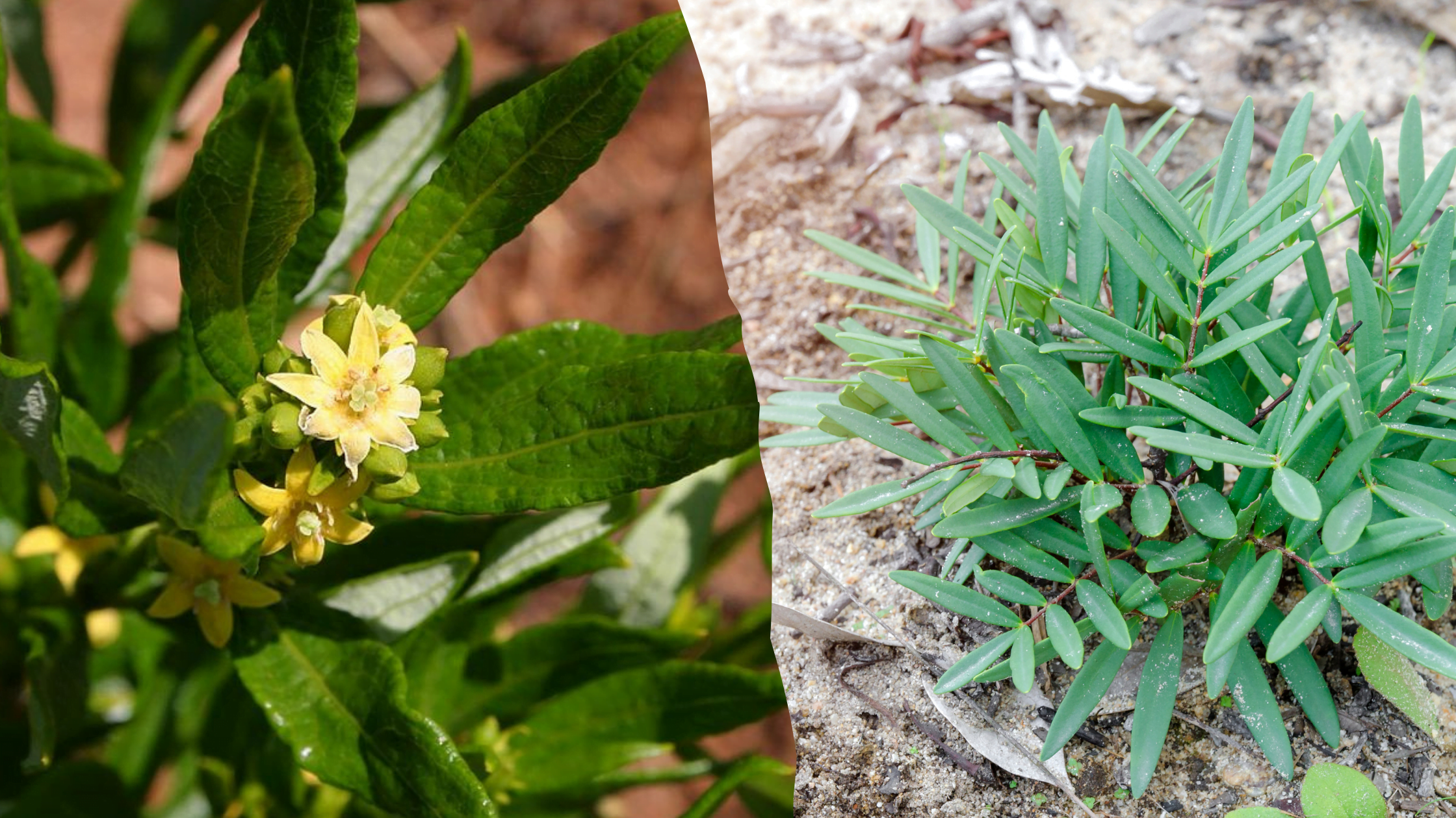 Is Fadogia Agrestis Better Than Tongkat Ali?