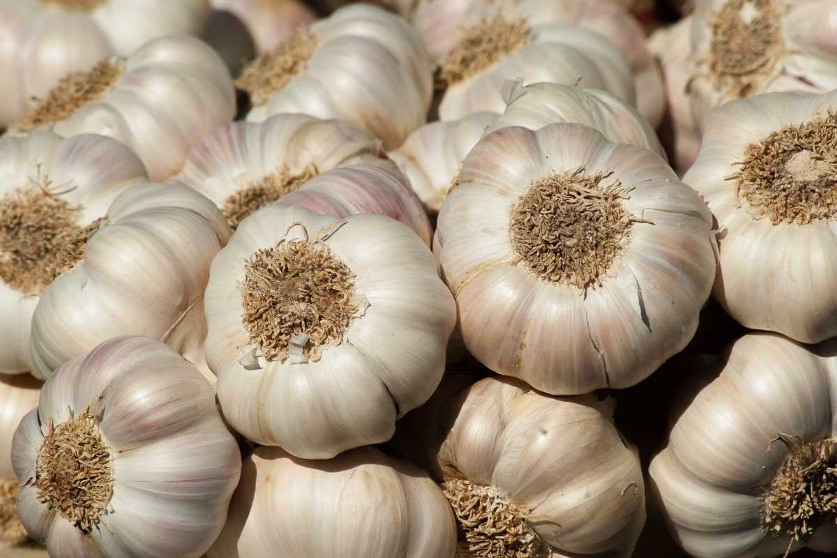 Garlic