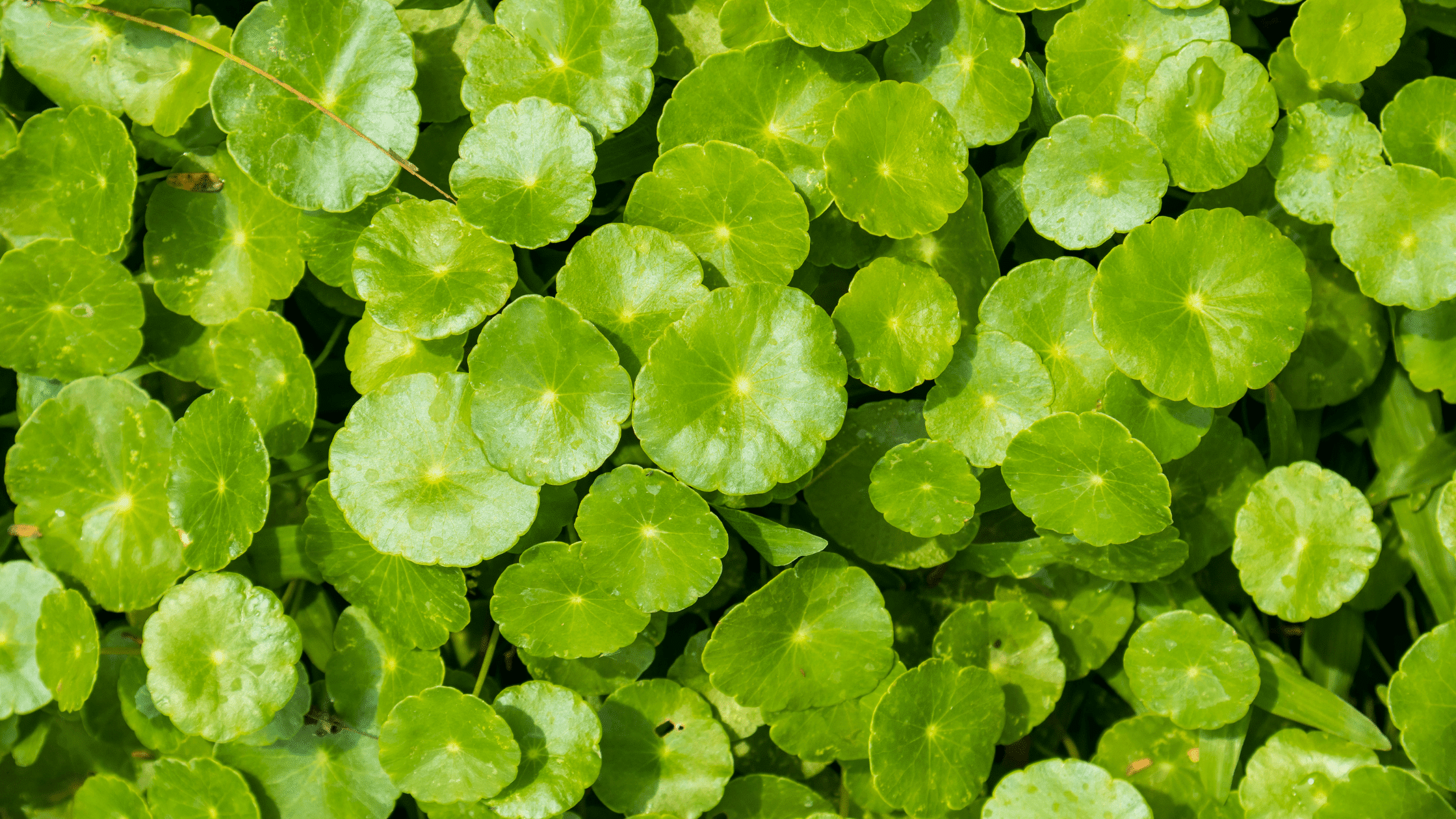 Get to know Gotu Kola