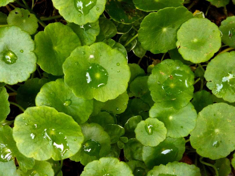 Gotu Kola