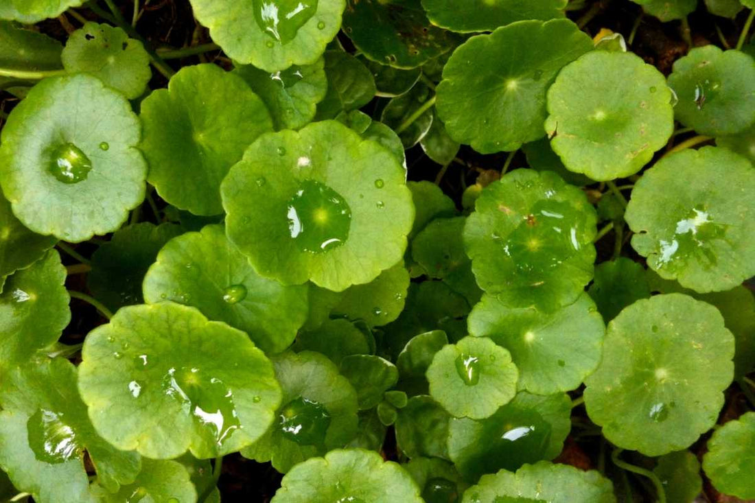 Gotu Kola