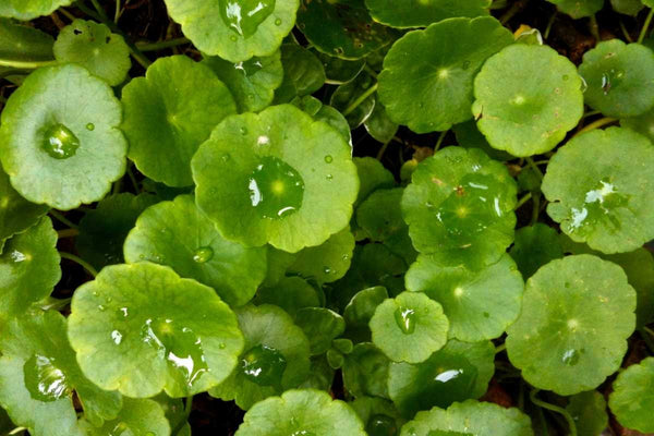 Gotu Kola