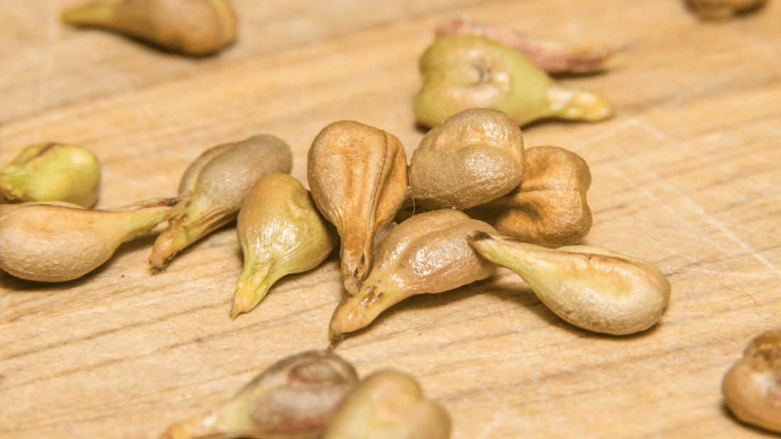 What's great about Grape Seed?