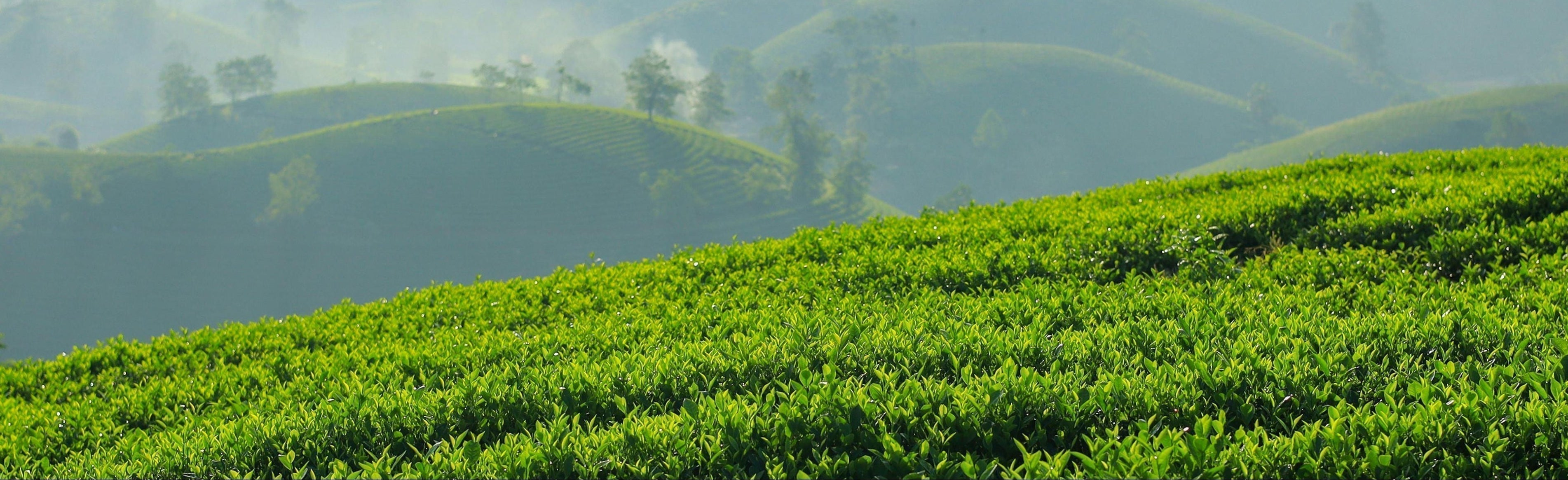 Green Tea Leaf