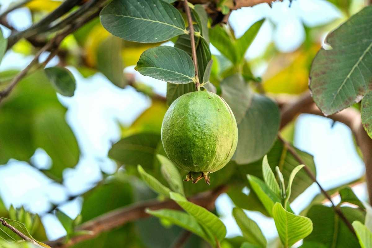Guava