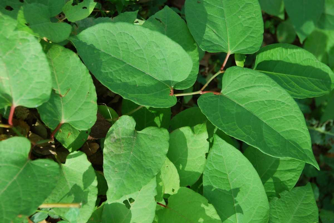 Japanese Knotweed