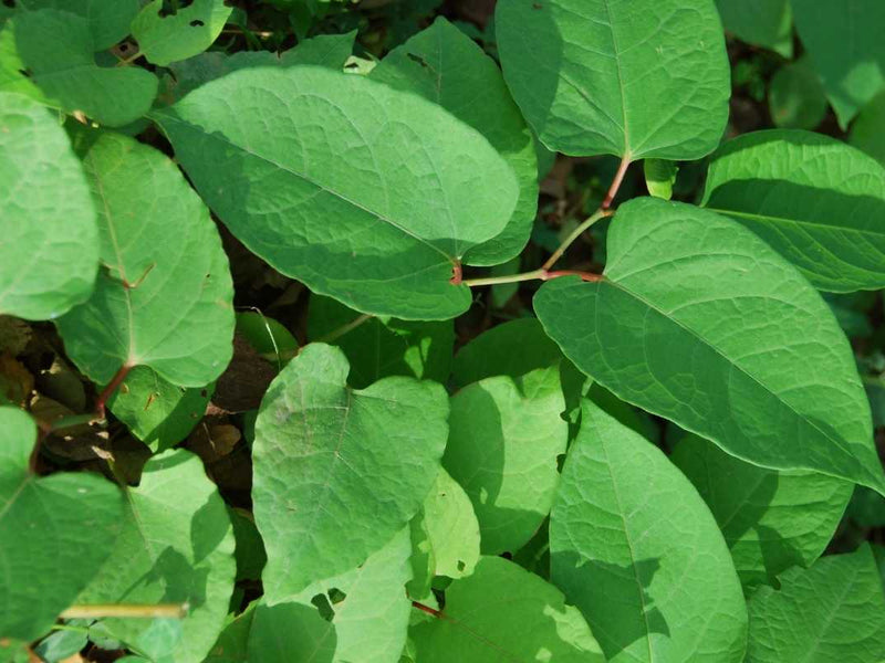 Japanese Knotweed